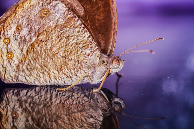 Photo close-up of snail