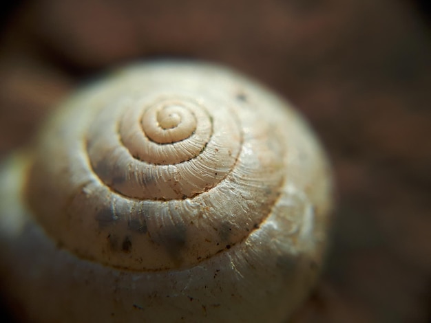 Photo close-up of snail