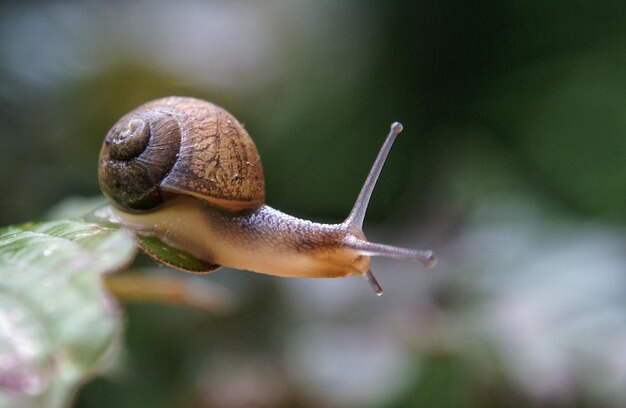 Close-up of snail