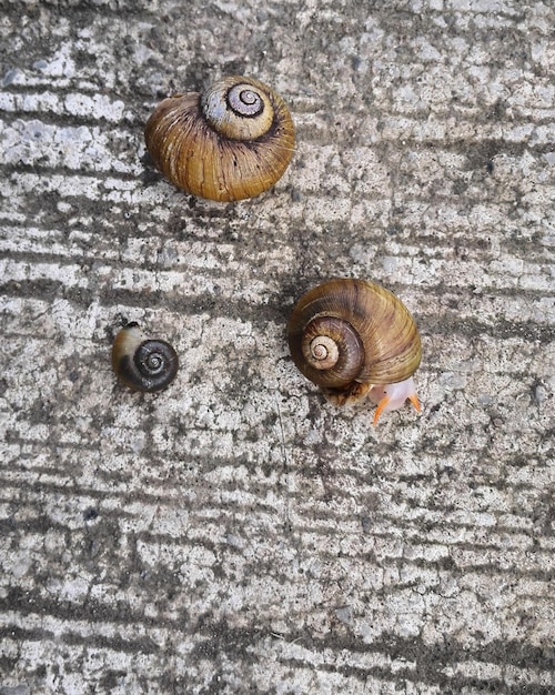 Photo close-up of snail