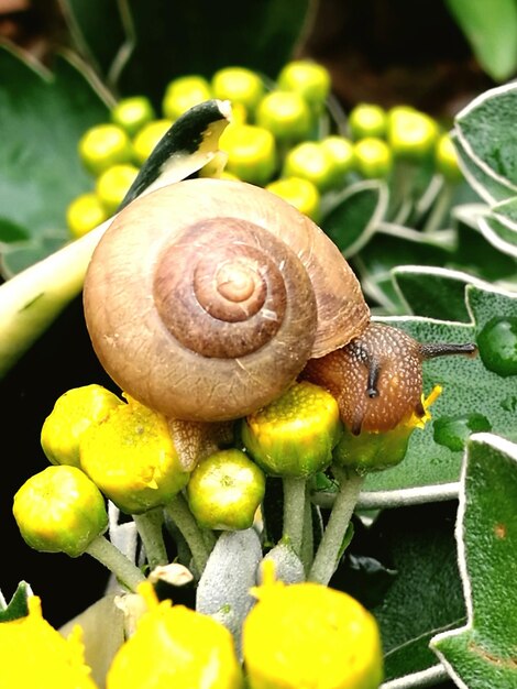 Close-up of snail