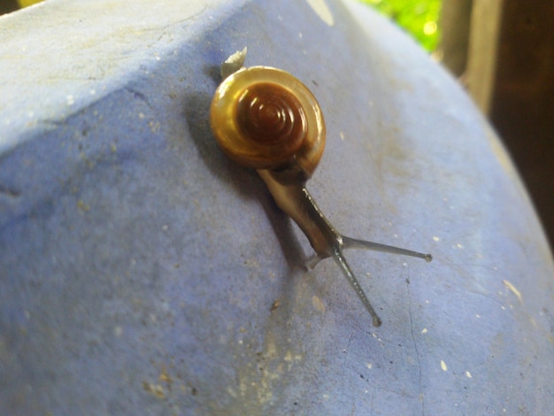 Close-up of snail