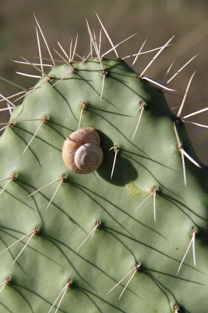 Photo close-up of snail