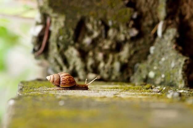 Photo close-up of snail