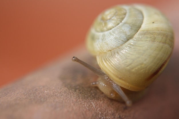 Photo close-up of snail
