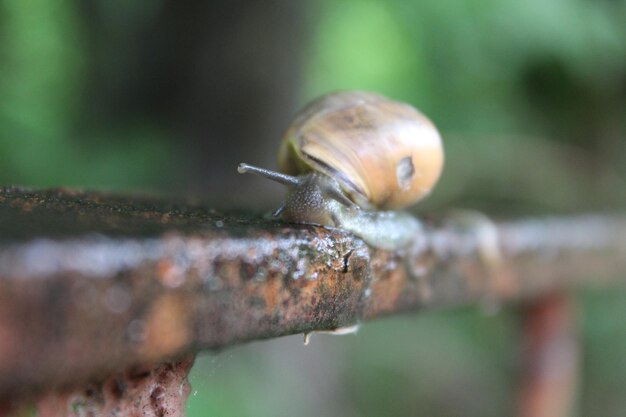 Close-up of snail