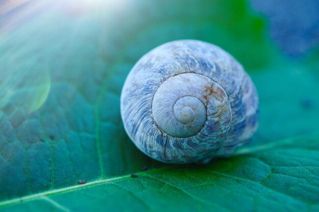 Close-up of snail