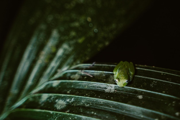 Close-up of snail