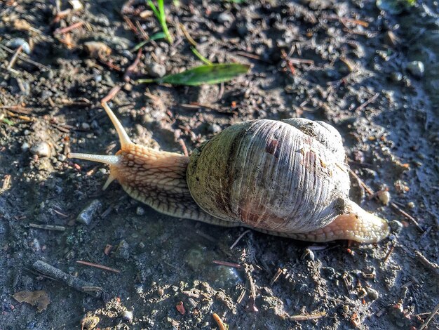 Photo close-up of snail