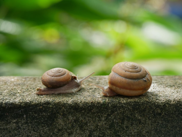 Photo close-up of snail