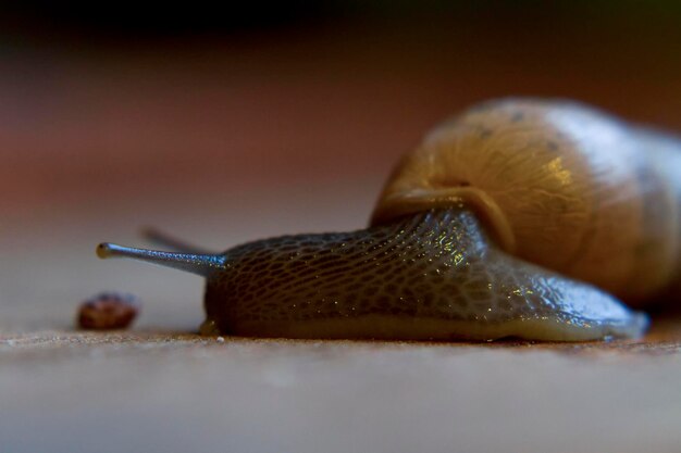 Photo close-up of snail