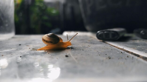 Close-up of snail