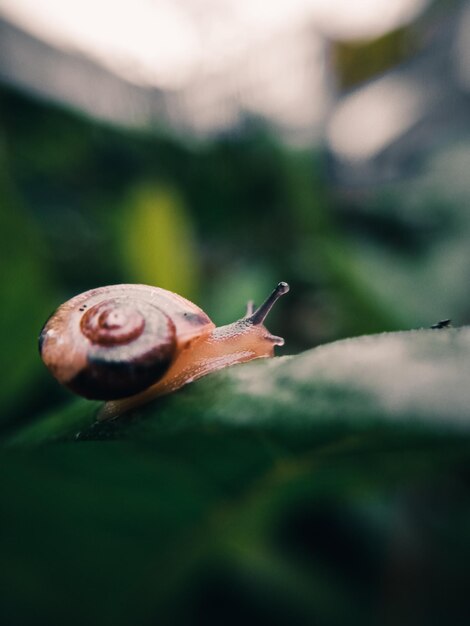 Close-up of snail