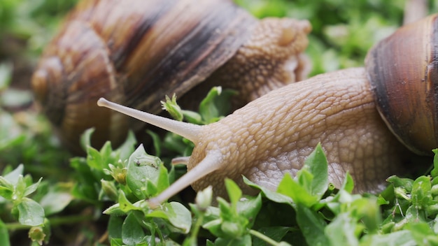 Close up snails on a bush