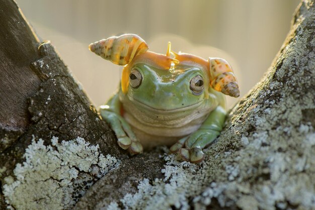 フローのカタツムリのクローズアップ