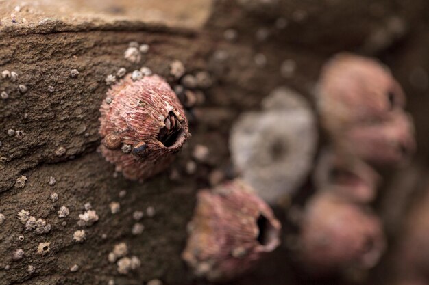 Photo close-up of snails on rock