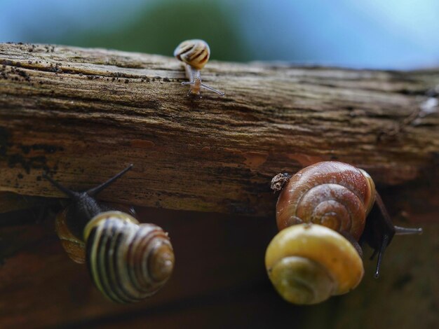 Foto close-up di lumache sul legno