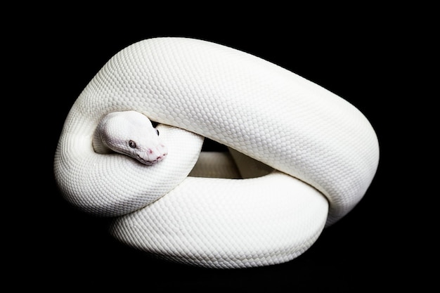 Foto close-up di un serpente su uno sfondo nero