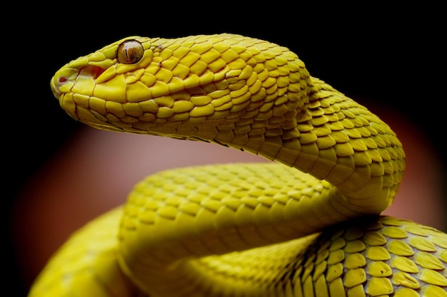 Photo close-up of snake against black background