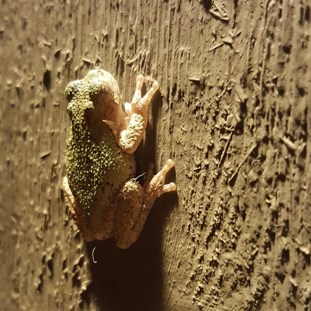 Photo close-up of snake against wall