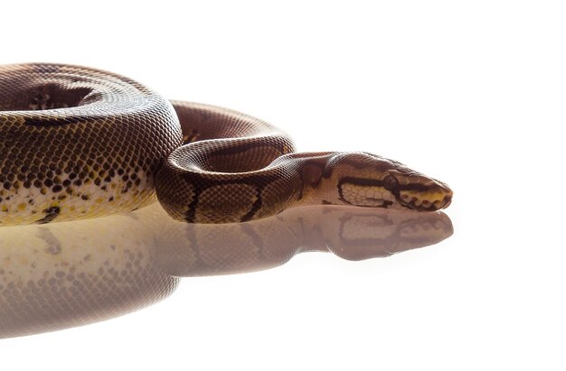 Foto close-up di un serpente sullo sfondo bianco