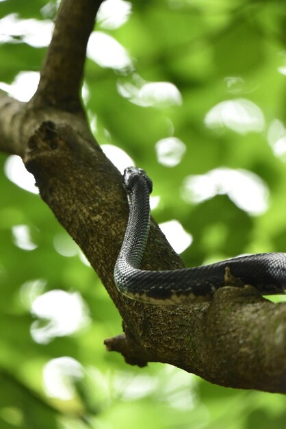 Photo close-up of snake on branch