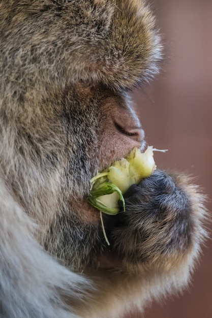 Photo close-up of snake eating food