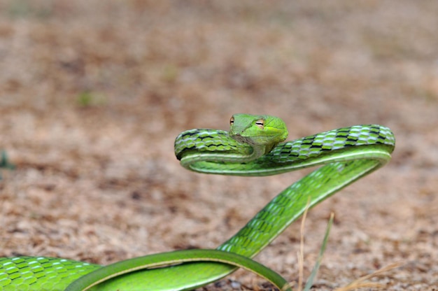 Photo close-up of snake on field