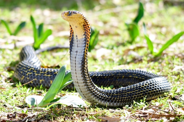 Photo close-up of snake on field