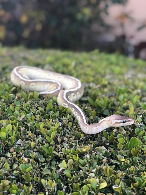 Photo close-up of snake on field