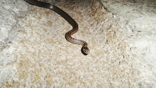 Close-up of snake on ground