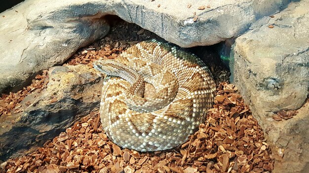 Foto close-up di un serpente a terra