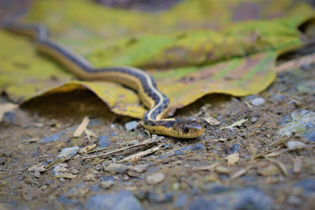 Photo close-up of snake on land