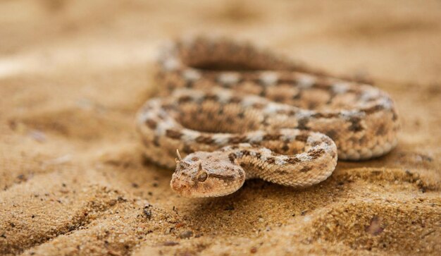 Photo close-up of snake on land