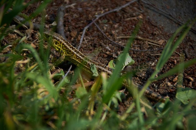 Close-up of snake on land