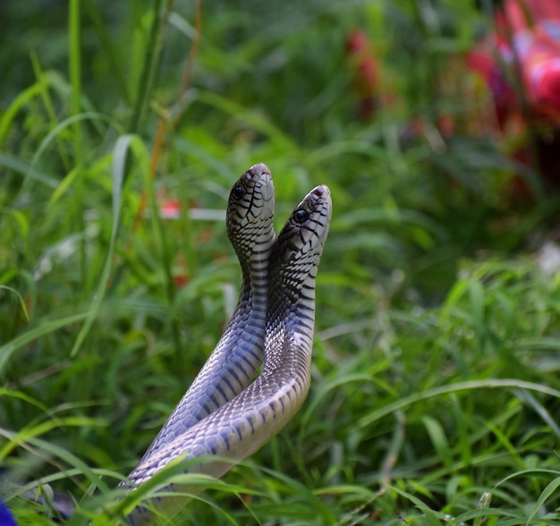 Photo close-up of snake mating on grass