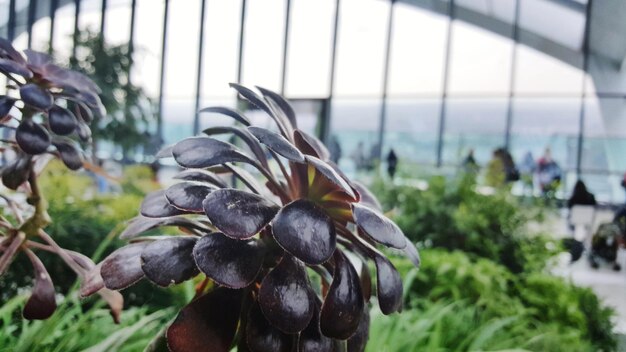 Close-up of snake on plant against sky