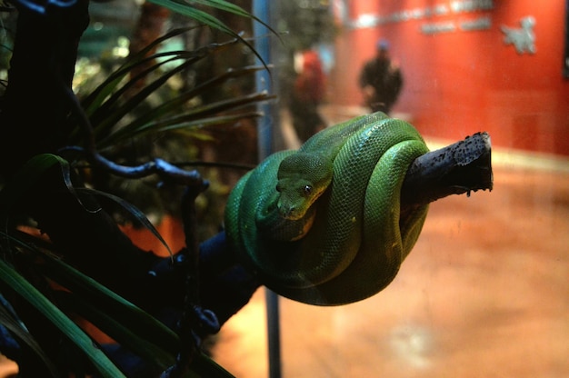 Foto close-up di un serpente su una pianta allo zoo