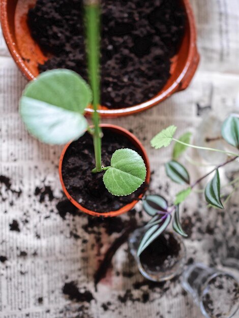 Photo close-up of snake on plant