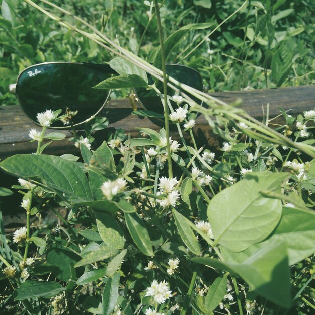 Close-up of snake on plant