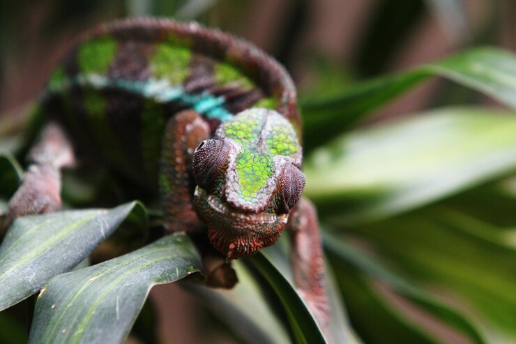 Photo 植物上のヘビのクローズアップ