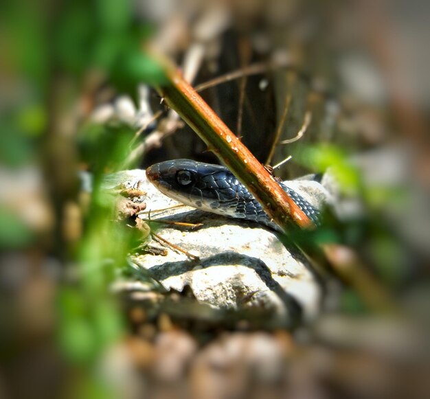 Foto un primo piano del serpente sulla roccia.