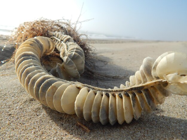 Foto close-up di un serpente sulla sabbia sulla spiaggia