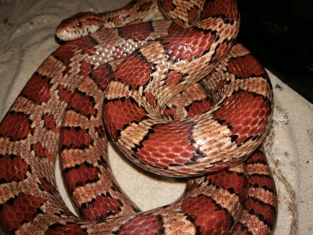 Photo close-up of snake on sand