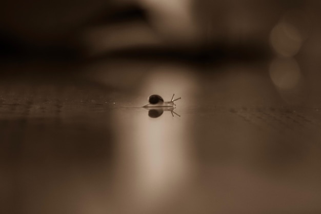 Photo close-up of snake on table