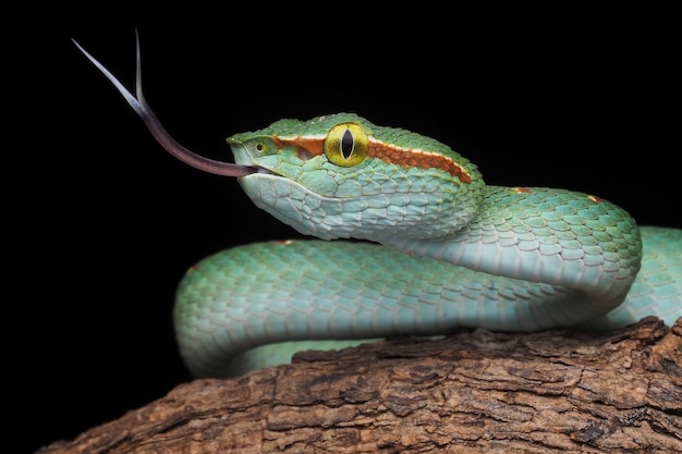 close-up of snake on tree against black background