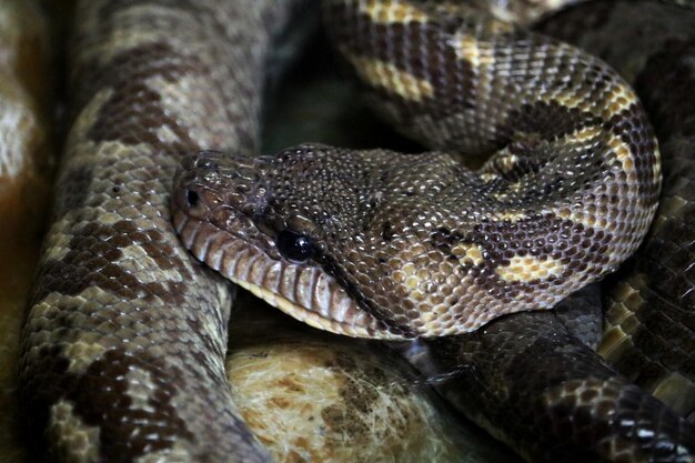 Close-up of a snake on tree