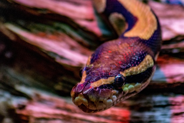 Photo close-up of snake on wood