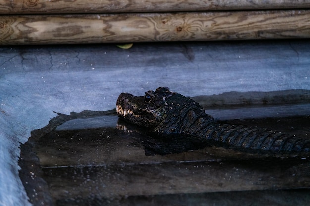 Close-up of snake on wood