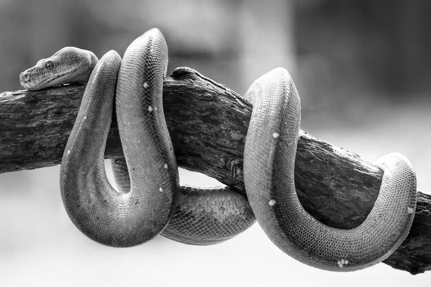 Foto close-up di un serpente sul legno